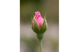 Our easy online ordering system and same day flower delivery makes it super easy for you to send the perfect gift regardless. Ava Rylee Obituary 2016 2016 Odessa Tx Odessa American