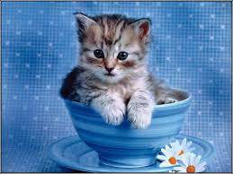 Wallpapers Cats Kittens Kitten Wallpaper Kittens Cutest Cute Cat Wallpaper