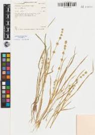 Image result for Elytrophorus spicatus