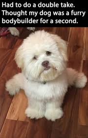 Funny Animal Pictures Of The Day 27 Pics Funny Animals Funny Dogs Cute Dogs