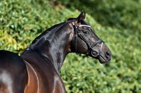 In the movie, secretariat trails the kentucky derby field for the first half of the race then stages a in the real kentucky derby, secretariat was third from last around the first turn and sixth down the back. Www Gopura Xx Com