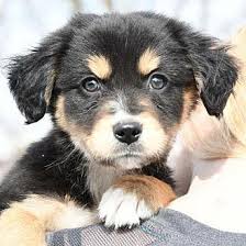 He loves cuddles an all the attention !! Ron Bernese Mountain Dog Puppy Male For Sale In Huntley Illinois Classified Americanlisted Com
