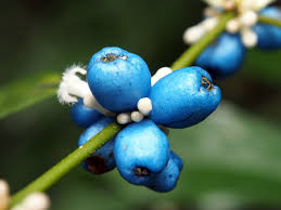 Image result for Lasianthus kilimandscharicus