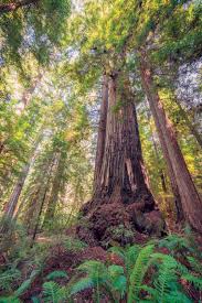 Get in the holiday spirit by bringing family and friends to ride the redwood forest steam train to bear mountain. Bay Nature Magazine Discovery Of The Oldest Redwood In The Bay Area