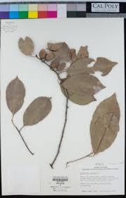 Image result for Mimusops obtusifolia