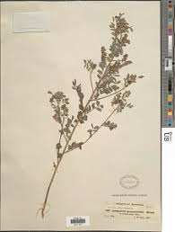 Image result for Indigofera secundiflora