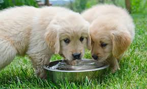 I'm sorry to hear this. Animal Skin And Allergy Clinic Dehydration In Pets Is Your Furry Friend Drinking Enough Water