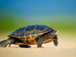 Hi, what is the easiest and smallest type of tortoise you could have as a pet in the uk. 9 Things You Must Know Before Getting A Pet Turtle Uk Pets