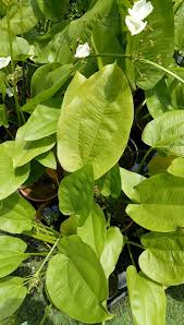 Image result for Caldesia parnassifolia