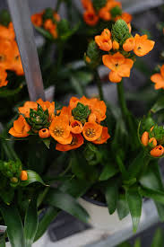 Image result for Ornithogalum seineri