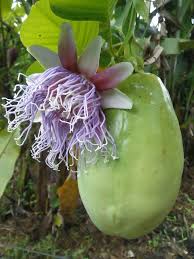 Image result for Passiflora quadrangularis