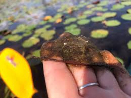 Image result for Volusia resupinata