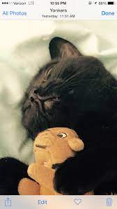 Pin By Raiza Rondon On My Black Cat Needs An Emoji Yeay Cats And Kittens Cats Black Cat