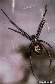 Common species are lampona cylindrata and lampona murina. Dnr Entomology Spiders In Indiana