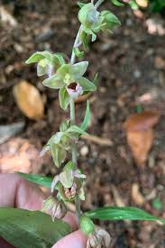 Image result for Paranecepsia alchorneifolia