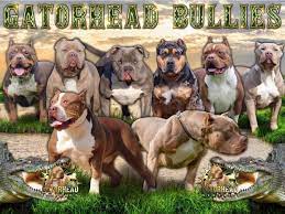 Puppyfind.com has been visited by 10k+ users in the past month Xl Bully For Sale In Michigan Gator Head Bullies