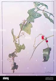 Image result for Zehneria scabra