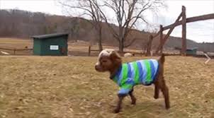 Baby Goat Animals Wearing Clothes Gif En Gifer De Rainshaper