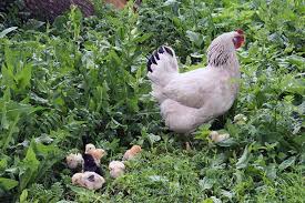 Prepare for your backyard poultry. Chickens In The Garden What You Need To Know Gardener S Path