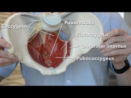 Pelvic Floor Muscles Youtube Pelvic Floor Muscle Anatomy Pelvic Floor Muscles