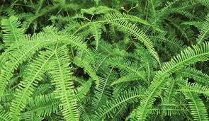 Image result for Arthropteris charletiana