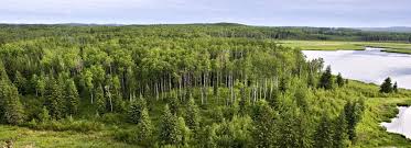 The most unusual crossing i ever did was from manitoba to the northwest angle of minnesota. Vast And Abundant Forests Canadian Council Of Forest Ministers Ccfm