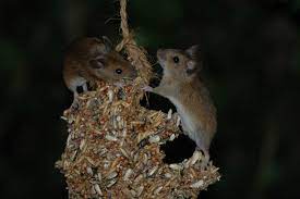 And if a mouse should somehow enter the attic space (even after installation), the spray foam envelope has no material content that mice would want to eat. Items That Mice Can And Cannot Chew Through Diy Rodent Control