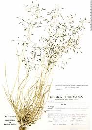 Image result for Eragrostis tenuifolia