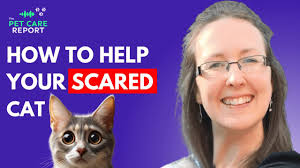 How To Help Your Cat Feel Safe