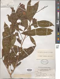 Image result for Rhabdophyllum welwitschii