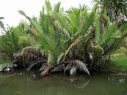 Image result for Raphia farinifera