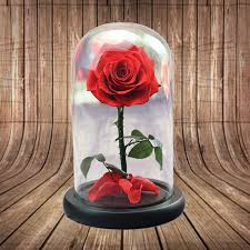 We did not find results for: The Enchanted Rose R100 Floral Garage Sg