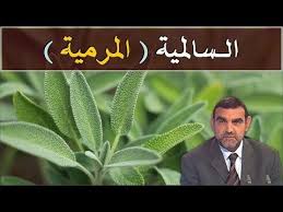 ما هي فوائد السالمية أو الميرمية وهل صحيح أنها تضبط الأعصاب والهرمونات عند المرأة د محمد الفايد Youtube How To Stay Healthy Youtube Enjoyment