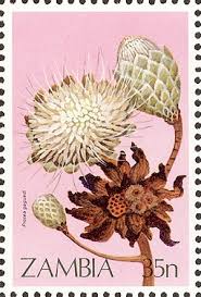 Image result for Protea gaguedi