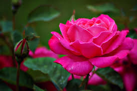 To send these beautiful good evening images flowers to your loved one. Donat On Twitter Good Evening Rosa Rose Flowers Flower Flor Pink Rose Pink Nature Roseoftheday Garden Photography Naturephotography Photo June18 Dotur57 Https T Co Twhy6d0zx7