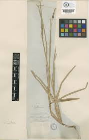 Image result for Eustachys paspaloides