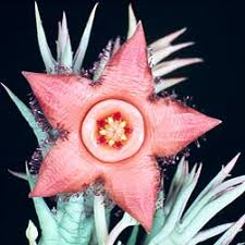 Image result for Orbea paradoxa