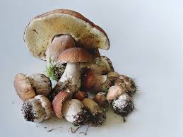 Potrebbe dunque essere necessario procedere con un rabbocco, ovvero con l'aggiunta di altro olio; Funghi Porcini Sott Olio