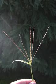 Image result for Digitaria nitens