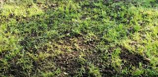 Before you seed the area, get down and dirty by pulling weeds and removing any dead grass from the. Grass Seed 101 Patching Bare Spots In Your Yard