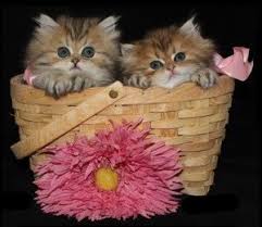 Come with 1 year hand written genetic health warranty. Teacup Kittens For Sale Persian Kittens For Sale Doll Face Kitten Teacup Persian Cats Teacup Kitten Persian Cats For Sale