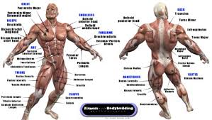 So if you've been going to the gym for a while but never did a program like stronglifts 5×5, you can still gain 12kg/24lb of muscle in the next 12 months. Bodybuilding Anatomy Chart Pdf Bamba