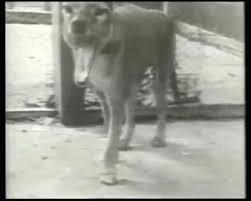 All natural and find helpful tips for for slimming down a fat dog here. Https Giphy Com Gifs Control Ca Trollface 104f44saiyhnuk 2016 05 23t20 43 04 00 00 Weekly 0 8 Https Media3 Giphy Com Media 104f44saiyhnuk Giphy Gif Christmas Dancing Gif Https Giphy Com Gifs Sex Ed 10eu3ypjsbhdvm 2017 05 16t21 41 36 00 00