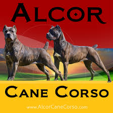 Find cane corso puppies and breeders in your area and helpful cane corso information. Alcor Cane Corso Home Facebook
