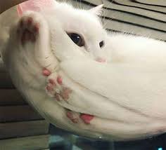 21 Hilarious Reasons Why Every Cat Lover Should Own A Glass Table We Love Cats And Kittens Cute Animals Funny Animals Pretty Cats