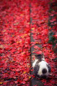 Autumn Leaves Nyanko C Ryomaypapa Misty Morning Me Beaux Chats Chat Mignon Photo Chat