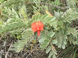 Image result for Sesbania keniensis