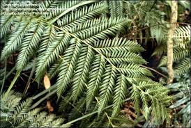 Image result for Todea