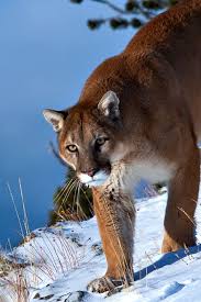 Peto, used in the northern marquesas, and nuhe, used in the southern marquesas.the former might have been an english loanword from pet or a spanish loanword from perro (dog), although pero was an alternative for dog (kurī) in the related māori language. 150 Puma Tier Ideen Wilde Katzen Tiere Katzen