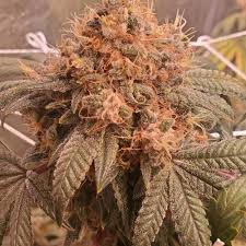 Sara pink black and gray by bustnlace.com. Pink Panties Humboldt Seeds Sapphire Scout Dead Hooked Og Gelato Grow Journal Week8 By Kindutcarter Growdiaries